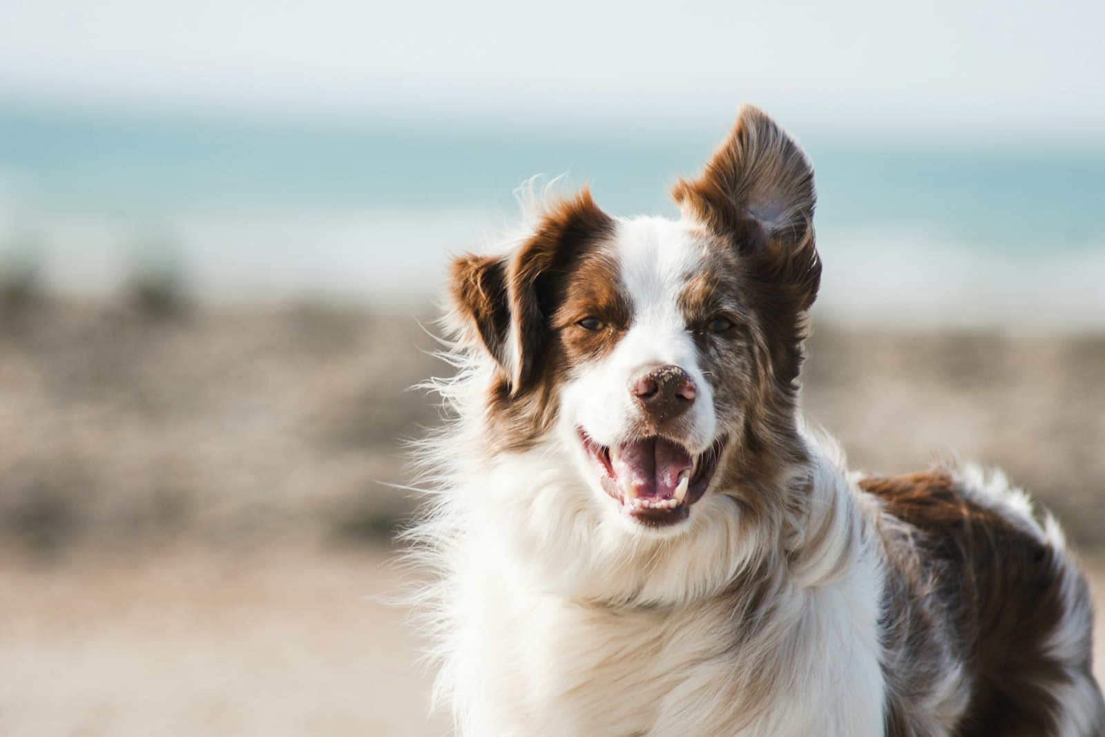 A border collie on a windy beach