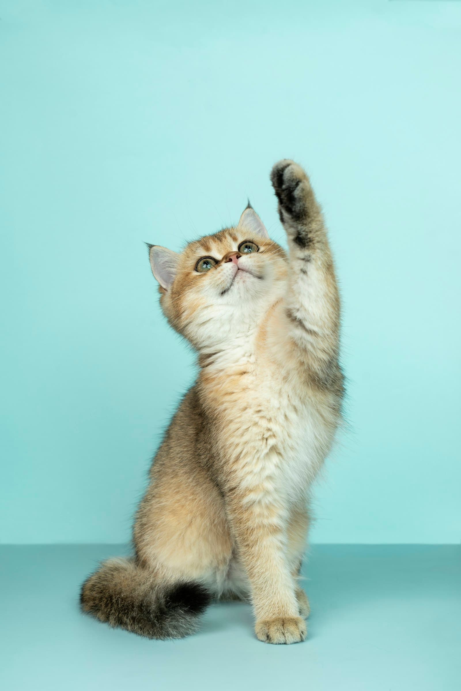 A kitten reaching upward, mint background