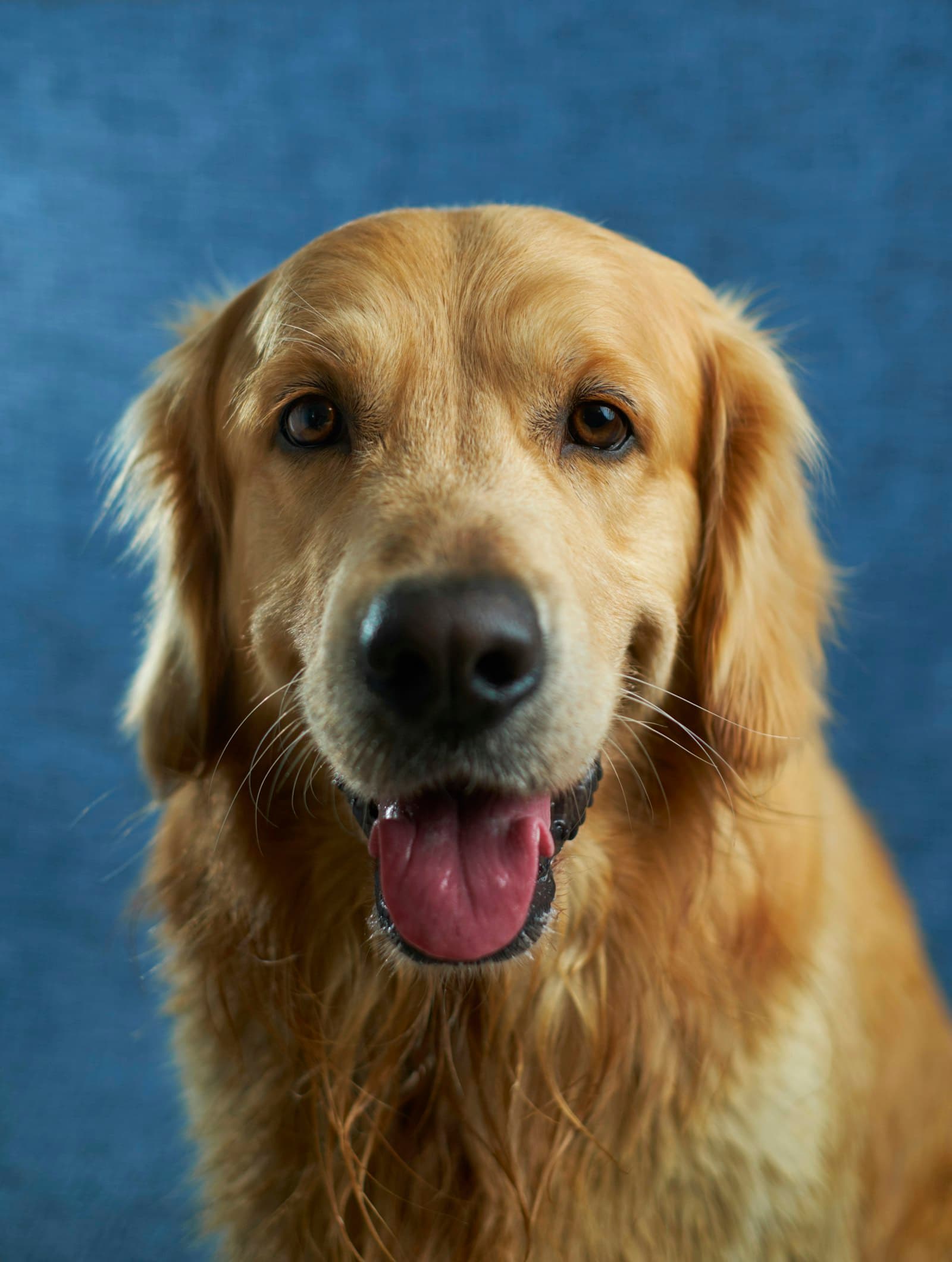 A dog looking up at its owner
