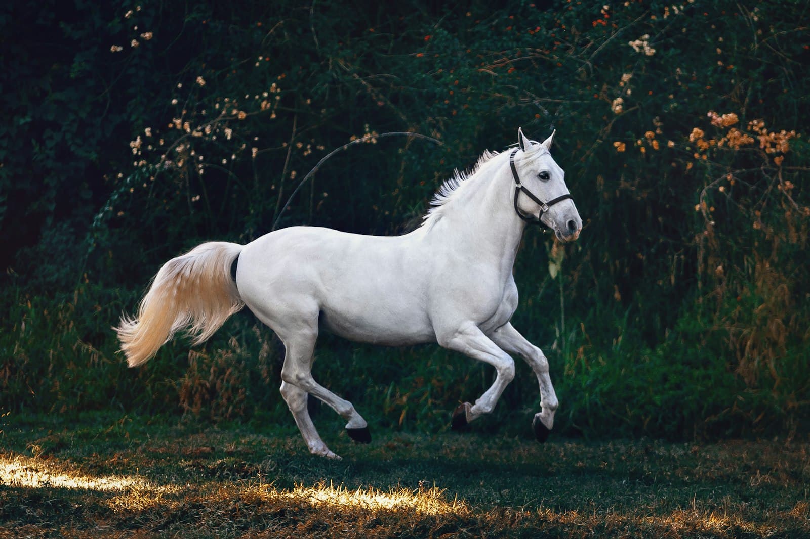 A horse in an open field