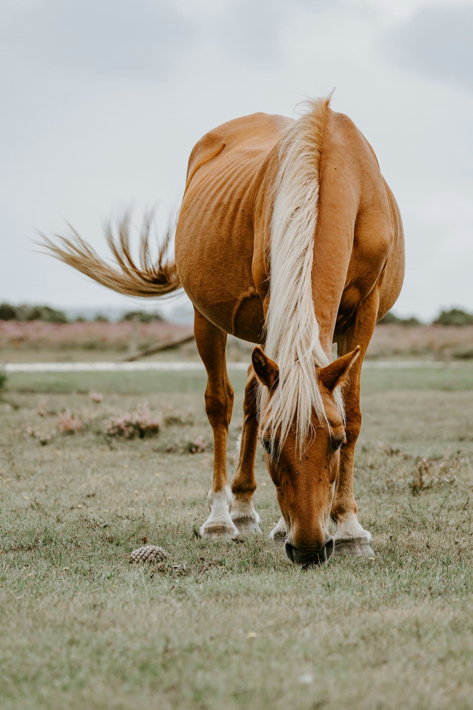 Peptides for Senior Horses: Joint and Recovery Research